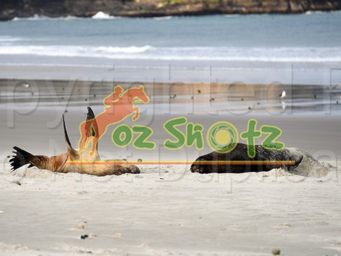 OZS 7636 6x8
