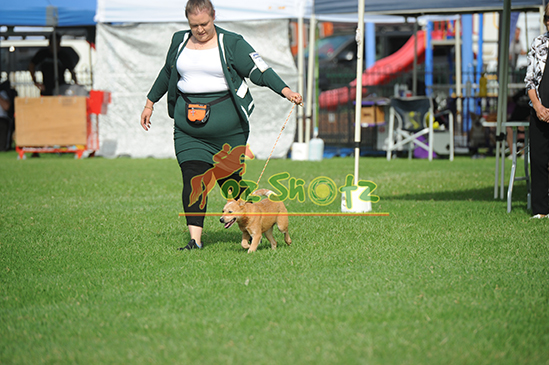 Sunshine Coast Kennel Club - 22nd and 23rd March 2025