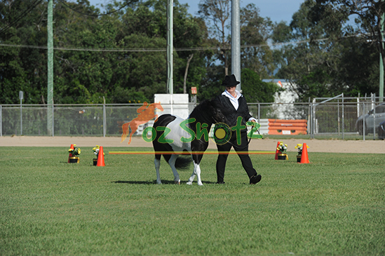 APSBS Stud Show - 3rd to 4th May 2025