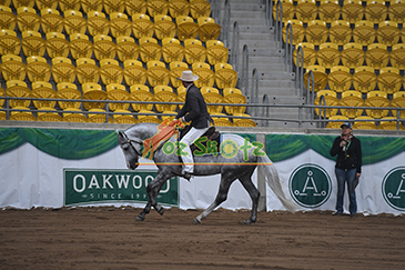 Australian Stock Horse National Show - 10th to 15th May 2025