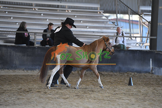 IMHR QLD Youngstock & State Show - 11th & 12th July 2025