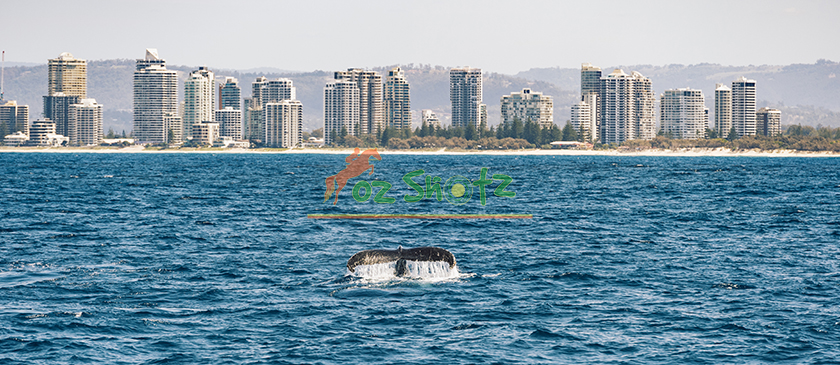 Between Skyline and Surf