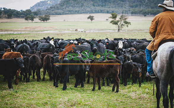 Herding the Heartland