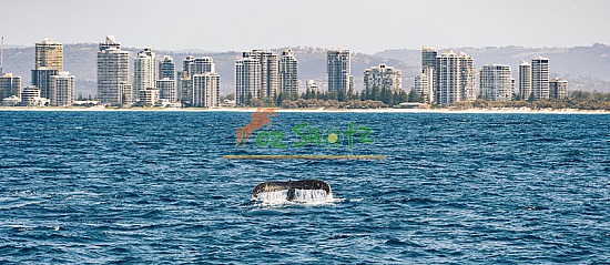 Between Skyline and Surf