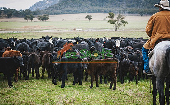 Herding the Heartland