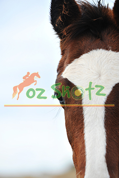 In the Eye of the Foal