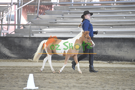 AMHS QLD State Championships - 30th July to 3rd August 2025