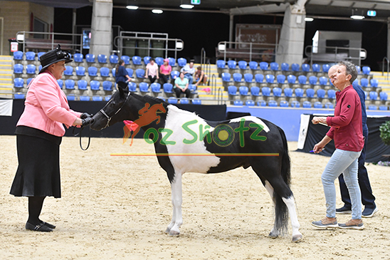 AMHS National Show- 25th February - 1st March 2026