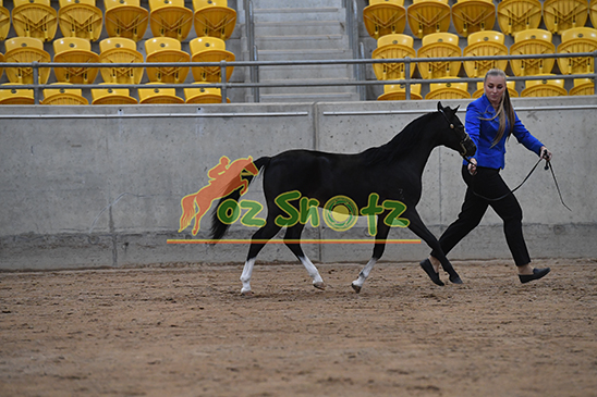 Small Equine National Titles - 16th April 2026