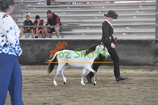 AMHS Young Stock Show - 17th May 2026