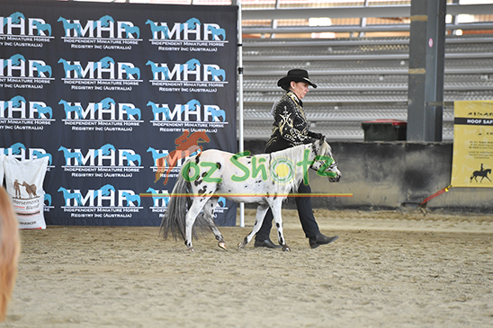 IMHR QLD State Show - 1st and 2nd August 2026